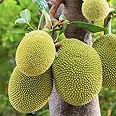 Jackfruit Tropical Fruit Seedling, Jackfruit Plant, Well Rooted Jackfruit Plant, Live Jackfruit Plant, Jackfruit Seedling for Planting