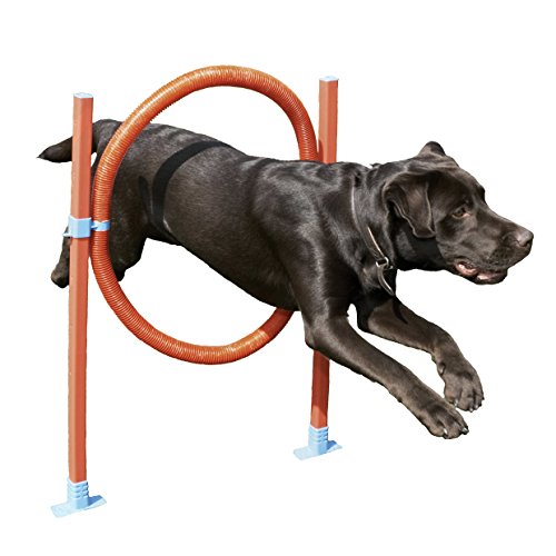 Agility Hoop Jump - Dog play & exercise toy