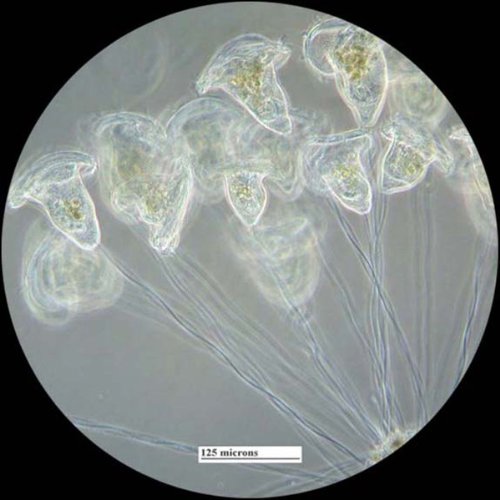 5 AmScope+PS200A+Microscope+Biological+Education