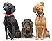 Younther Pet PU Rivets Adjustable Skull Head Dog Chain Ring Collar Spiked Studded Leather Dog Collar for Small or Medium Pet