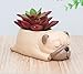 Youfui Cute Dog Flowerpot Resin Succulent Planter Desk Mini Ornament (Pug)