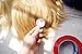 Alacos Unisex Cosplay Short Straight Hair Wig Women Men Anime Comic Con Party Dress Wigs Mix Gold Wig+ Free Wig Cap