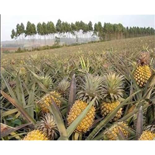 dwarf pineapple plant