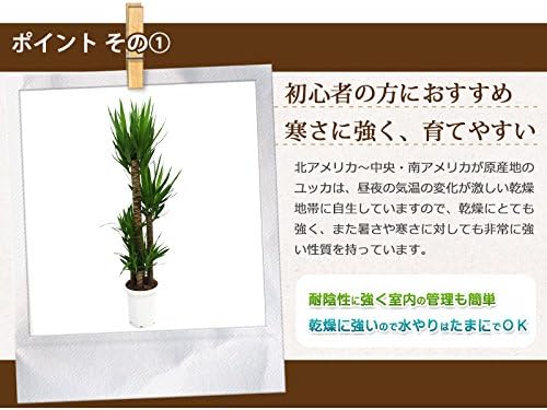 正規品送料無料 Diy 工具 ガーデン 装飾バークプレゼント 大型10号 産業 研究開発用品 青年の木 100 品質保証 激安超特価 鉢カバーd付き 新作製品 世界最高品質人気 ユッカ 腕時計 B01lpbskbs ドラセナ 海外輸入 花 観葉植物 フラワーギフト 正規品送料無料 Diy 工具 ガーデン 装飾バークプレゼント 大型10号 産業 研究開発用品 青年の木 100 品質保証 激安超特価 鉢カバーd付き 新作製品 世界最高品質人気 ユッカ 腕時計 B01lpbskbs ドラセナ 海外輸入 花 観葉植物 フラワーギフト
