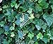 American Plant Exchange Easy Care English Ivy California Trailing Vine Live Plant, 6