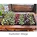 Microgreens Growing Kit with Beautiful Wooden Countertop Planter, Soil & Organic Sunflower, Rambo Radish and Mixed Salad Seeds for 2 Crops. 100% Guaranteed to Grow.thumb 4