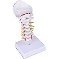 Cervical Spine Model with Cervical Vertebrae, Cervical Nerves, Vertebral Arteries & Occipital Plate for Medical Education, Life Size Human Cervical Spine Model, Perfect Tool for Medical Teaching