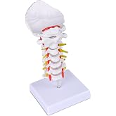 Ultrassist Cervical Spine Model, Vertebrae and Arteries for Medical Tool | Life-size PVC design, cervical nerves, discs and occipital plate for teaching display