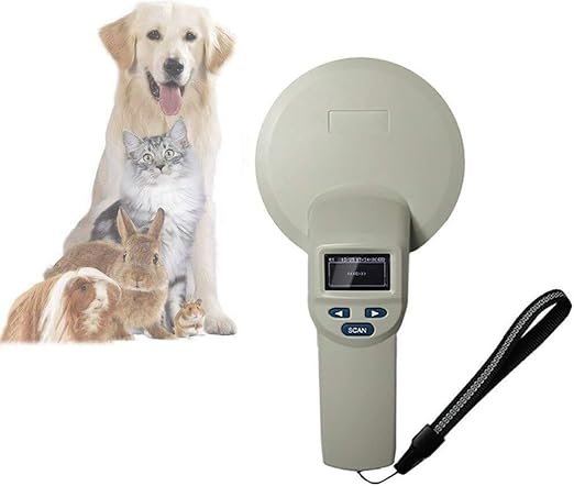 corgi and cattle dog mix