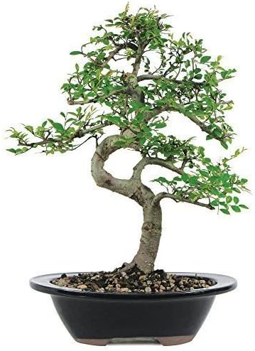 Chinese Elm Bonsai Live Garden Home Plant 7 Years Old Deciduous Yard Best Gift
