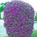 Beautiful Purple Wave Petunia Seeds (30+ seeds) Comb.S/H!