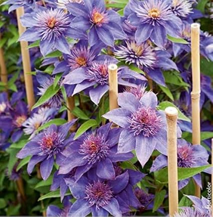 Comprare On Line Nuovi Arrivi Nuovi Prezzi Più Bassi Piante