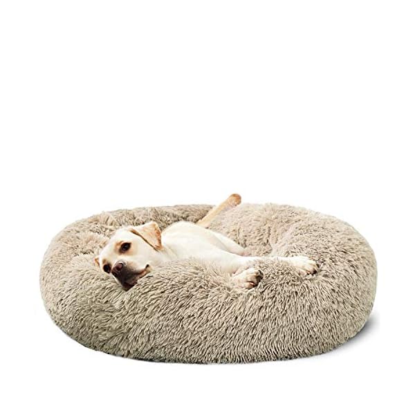xlarge dog beds