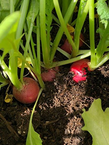 12 variedades | Surtido de semillas de verduras | más de 14000 ...