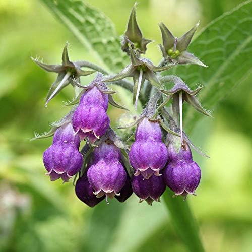 200PCS Summer Plant Symphytum Comfrey Officinale Flower Seeds Purple Color Plant Garden Flowers