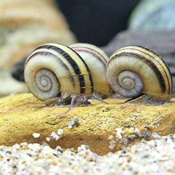 Amazon エビ 貝 アンモナイト スネール ３匹 北海道航空便要保温 Charm チャーム 水槽 アクアリウム 通販