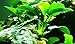 Greenpro Anubias Nana Petite Live Aquarium Plants Fish Tank Decorations Freshwater Plant