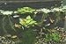 12 Dwarf Water Lettuce (Pistia Stratioes), Live Aquarium Floating Plant
