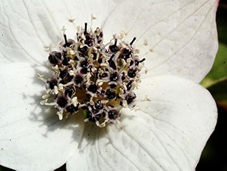 Cornus Canadensis Floranza Hedar Carpet 10 15 Cm Amazon Co Uk Garden Outdoors