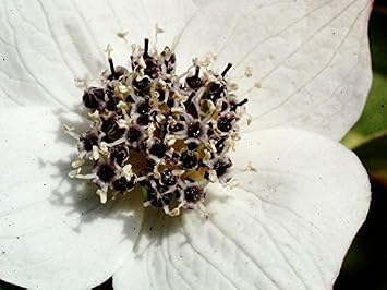 Teppich Hartriegel Topfware 10 15cm Cornus Canadensis Floranza