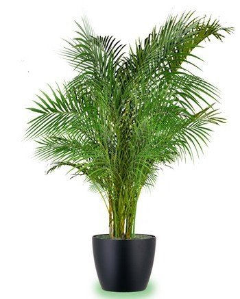 Seedlings India Areca Palm Live Plant