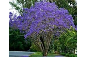 GG FARM Beautiful Flowering Blue Jacaranda Tree Plant 5-11" Tall Potted (no California)