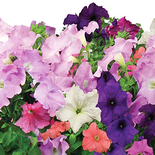 AeroGarden Cascading Petunia Flower Seed Pod Kit (3pod) Pricepulse