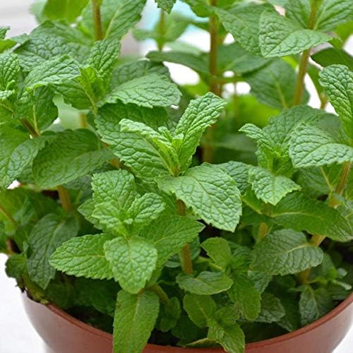Sooggi 1500 粒 ミントの種 植物種子 ホームガーデン ファーム植栽 園芸 高い発芽率 簡単な栽培 家庭用 B031jr6m 296円 人気海外一番 100 品質保証 全品送料無料 即日出荷 Sale開催中