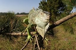 Amazon.com : Opteka 6.5mm f/3.5 Manual Focus Aspherical Fisheye Lens