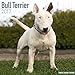 Bull Terrier Calendar 2017 - English Bull Terrier - Dog Breed Calendars - 2016 - 2017 wall calendars - 16 Month by Avonside