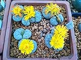 MAPPLEGREEN 204 Bonsai Lithops Pseudotruncatella Living Stone Rare Succulent Flores Home Garden Plant plantas,Indoor Flower Plante. 1