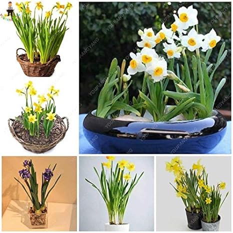 Amazon 50個 バッグ盆栽水仙花水仙花盆栽水生植物ダブル花弁水仙植物栽培しやすい 赤 アートフレーム ポスター オンライン通販