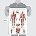 QuickFit Dumbell Workouts and Muscular System Anatomy Poster Set - Laminated 2 Chart Set - Dumbbell Exercise Routine & Muscle Anatomy Diagram - 18