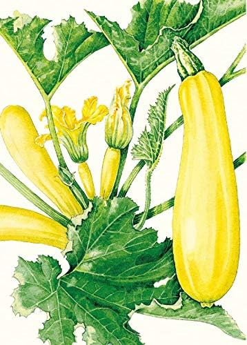 Cube of Butter Summer Squash - 10 Seeds RND-0241