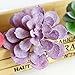 Dutch Brook 5 Pcs Purple Simulation Succulents Artificial Cactus Plants for Home Office Garden Decor (Sent Randomly)