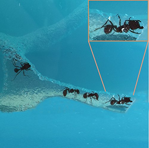 Ant Farm W/ LED Light. Enjoy A Magnificent Ecosystem. Great For Kids & Adults. The Best Ant Habitat W/ Enhanced Blue Gel. Evviva Educational & Learning Science Kits. Live Harvester Ants Not Included