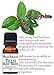 Miracle Botanicals Tulsi Holy Basil Essential Oil - 100% Pure Ocimum Sanctum - Therapeutic Grade (10ml)