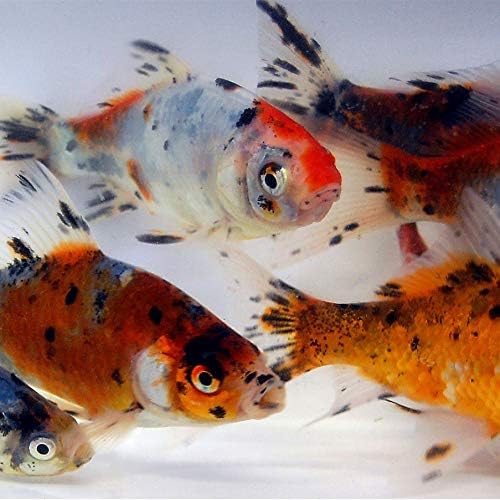 Toledo Goldfish Live Shubunkin Goldfish for Ponds, Aquariums or Tanks – USA Born and Raised – Live Arrival Guarantee