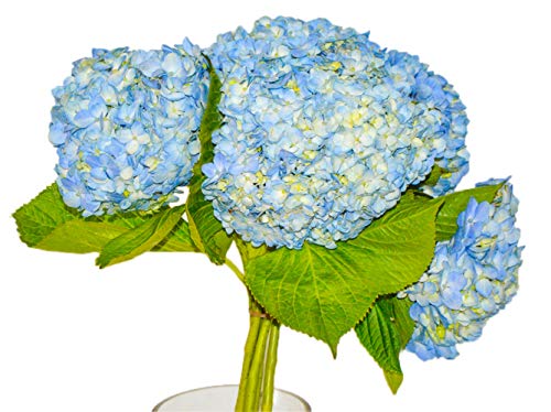 Light Blue Fresh Cut Hydrangea | Fresh Cut Flowers (10)