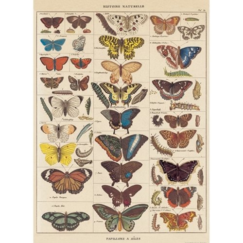 Cavallini Decorative Paper - Natural History Butterflies 20"x28" Sheet