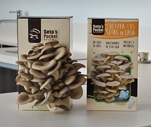 SETAS POCKET - Kit de SETAS AUTOCULTIVO - Cultivar setas en casa ...