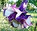 Double Lavender Angels Trumpet 6 Seeds Datura