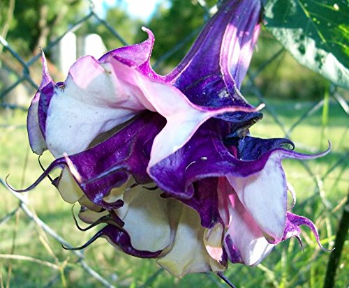 Double Lavender Angels Trumpet 6 Seeds Datura Double Lavender Angels Trumpet 6 Seeds Datura