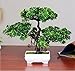 Suyunyuan Flowers 1 Pcs Artificial Bonsai Welcoming Fake Tree Green Plant Pine Trees Potted Decoration (Type 2)