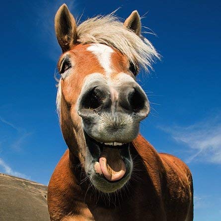 Ani'mates 3D Holographic Card - Horse