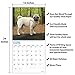2020 Pugs Wall Calendar by Bright Day, 16 Month 12 x 12 Inch, Cute Dogs Puppy Animals Adorable Canine