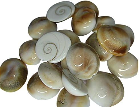 SwadesiBuyzzar 11 Pcs Gomati Chakra 5 X 3 Color:White