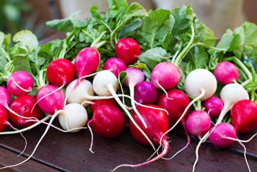 Radish Mix Color Easter Egg Around 250 Seeds - Thumbnail 7