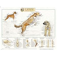 Canine Anatomy, Complete Set of 3 Charts. Buy the Set and SAVE!