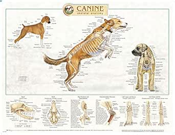 Canine Anatomy, Complete Set of 3 Charts. Buy The Set and Save!: Amazon